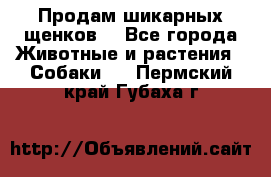 Продам шикарных щенков  - Все города Животные и растения » Собаки   . Пермский край,Губаха г.